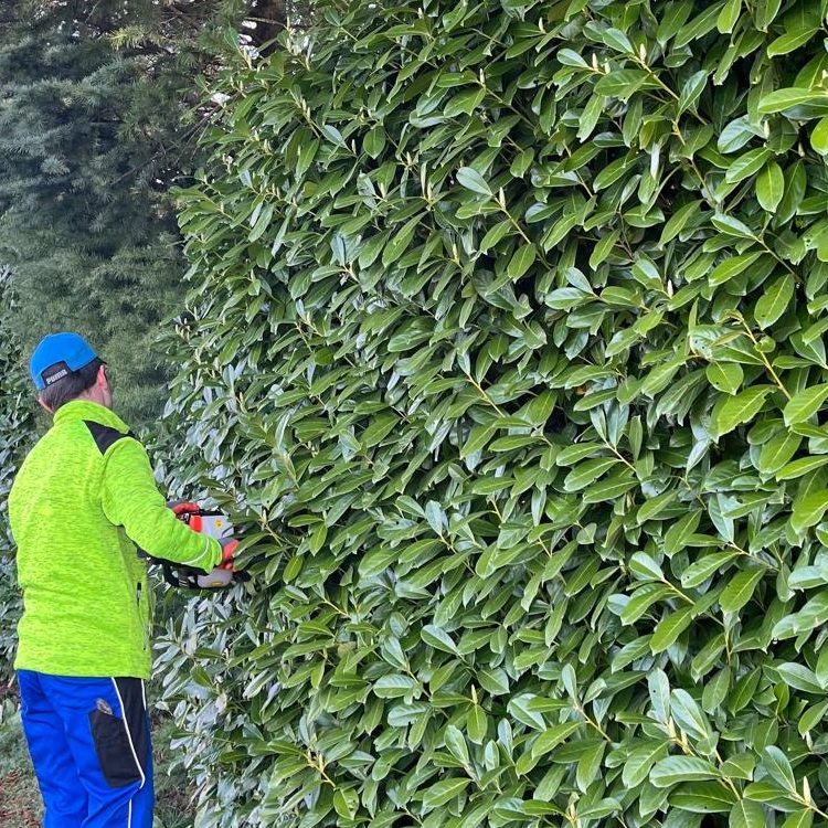 Heckenschnitt zu fairen Preisen - Grünraumpflege Danko Julian Professioneller Rückschnitt einer Hecke für einen gepflegten Garten - natürlich zu fairen Preisen -Grünraumpflege Danko Julian