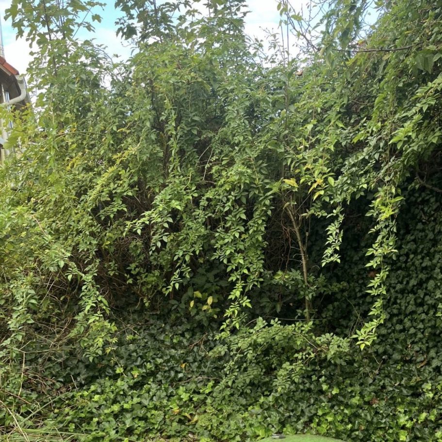 Garten - Vorher Ungepflegter Garten in Graz-Umgebung vor der professionellen Pflege