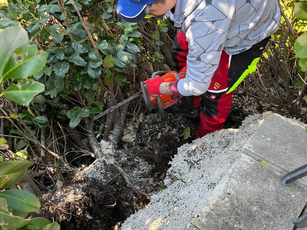 Aufarbeitung einer umgestürzten Hecke nach Schneebruch - Grünraumpflege Danko Julian Professionelle Beseitigung von Sturmschäden und Schneebruch – Aufarbeitung liegender Hecken durch Grünraumpflege Danko Julian