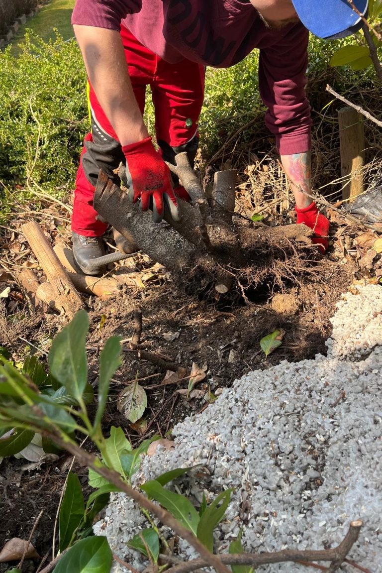 Sichere Beseitigung liegender Hecken nach Unwettern - Grünraumpflege Danko Julian Fachgerechte Gartenreinigung nach Unwetterschäden: Abtransport und Zerkleinerung von Windwurf durch Grünraumpflege Danko Julian