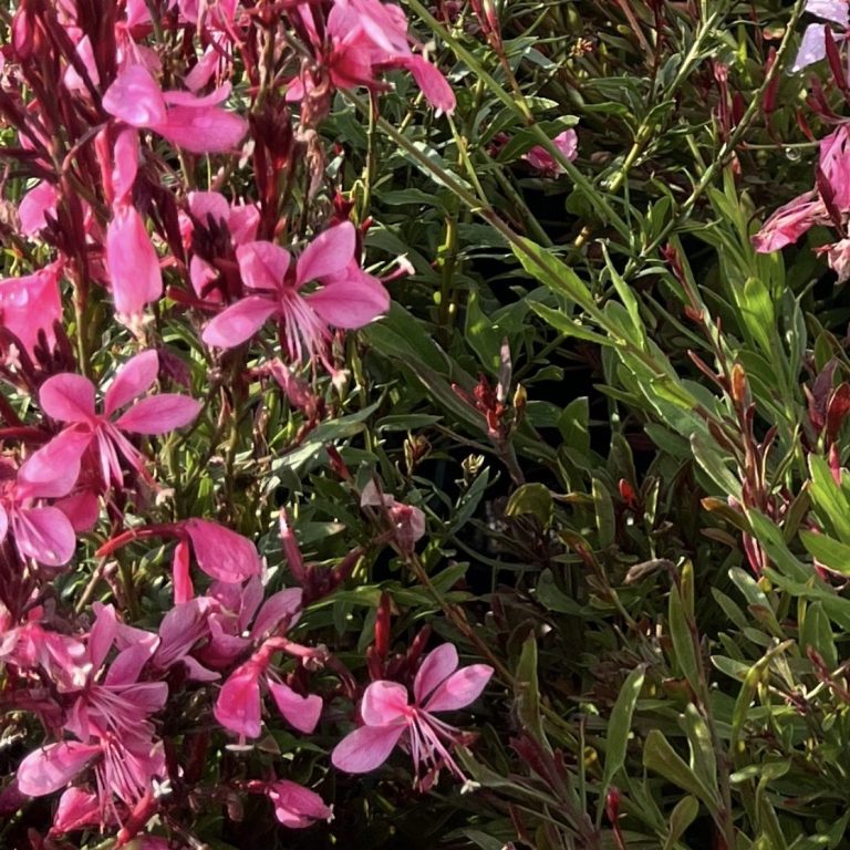 Professionelle Beetpflege in Graz & Umgebung. Wir übernehmen das Jäten, Mulchen und die Pflege Ihrer Rabatten. Beetpflege & Unkrautentfernung - Grünraumpflege Julian Danko